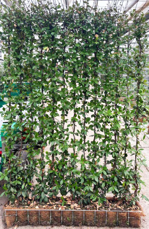 Trachelospernum jasminoides Instant Green Screens 120 x 180 cm high